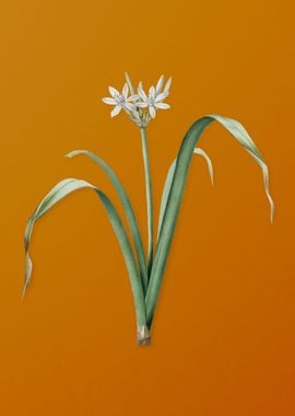 Small Flowered Pancratium