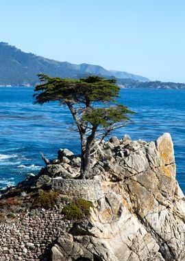 Tree at the Rock Sea Beach