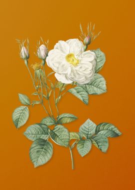 Vintage White Rose of York