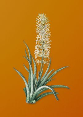 Vintage Snake Plant Flower