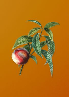 Vintage Peach Fruit