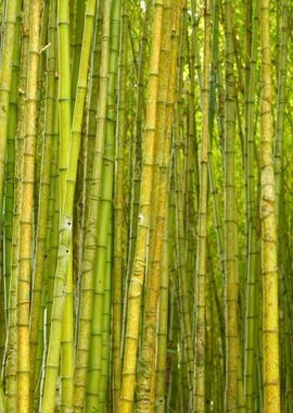 Bamboo forest