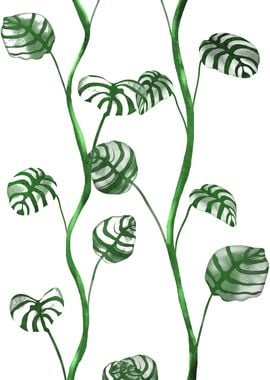 Monstera Vine Plants