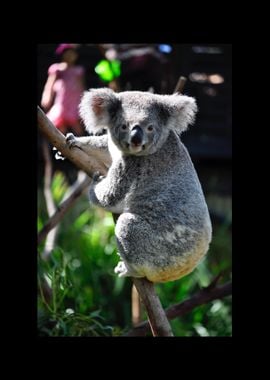 Koala