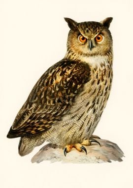 Owl Bird Animal