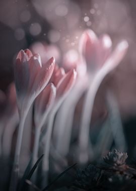 Pink crocuses, macro