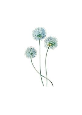 Blue Leek Flower Branch