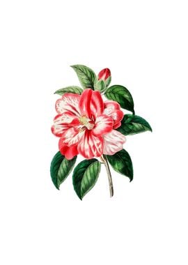 Vintage Japanese Camelia