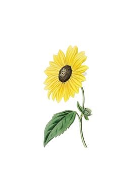 California Sunflower