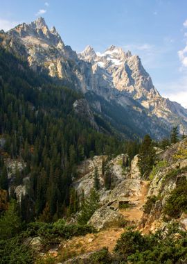 Forest at Rocks Nature