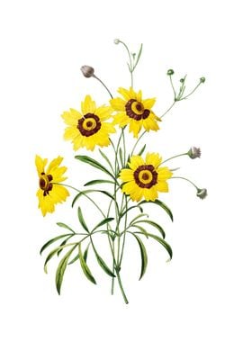 Vintage Coreopsis Elegans