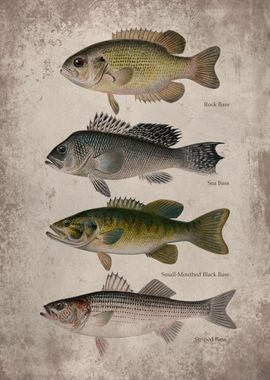 Bass Fish Art Print' Poster, picture, metal print, paint by XandYart