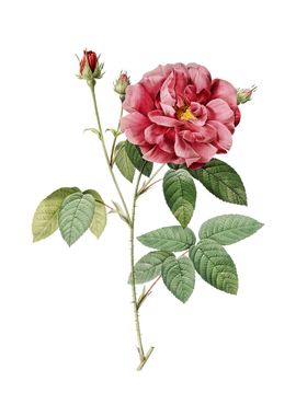 Vintage French Rose Flower