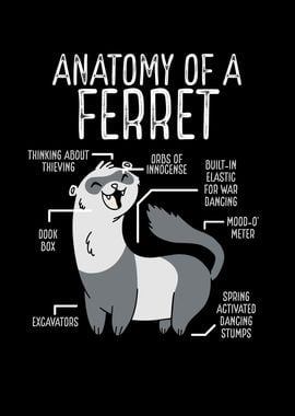 Anatomy of a ferret