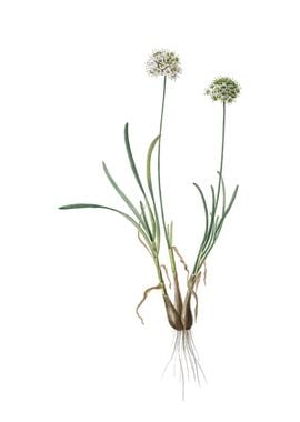 Allium Carolinianum Flower