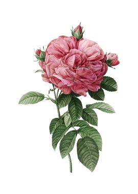 Vintage Giant French Rose