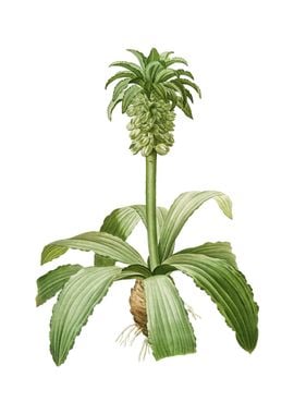 Vintage Eucomis Regia