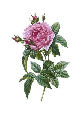 Vintage Pink French Rose