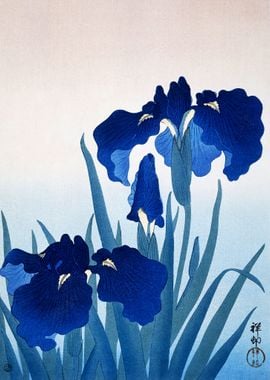 Iris flowers