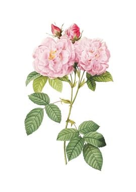 Italian Damask Rose Flower