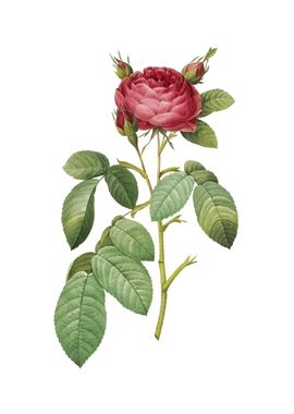 Vintage Red Gallic Rose