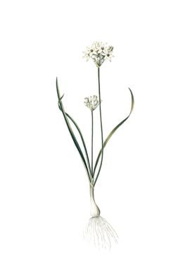 Three Cornered Leek Flower