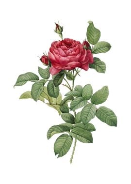 Vintage Red Gallic Rose