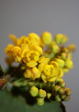 Yellow Berberis blossoming