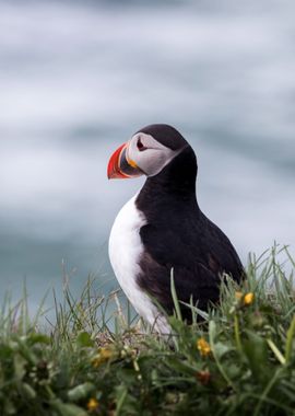 Atlantic puffin