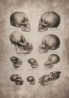 Human Monkey and Ape skull