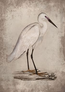 Indian White Heron