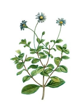 Blue Marguerite Plant