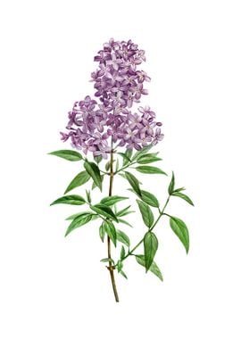 Vintage Persian Lilac