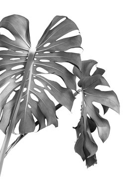 Monstera Beauty 2