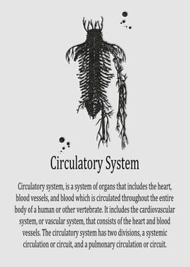 Circulatory System