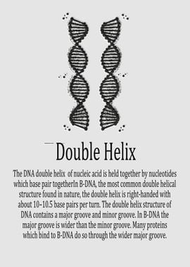 Double Helix