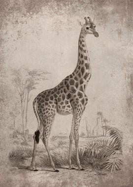 Vintage Giraffe Drawing