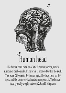 Human head