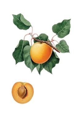 Vintage German Apricot