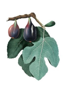 Vintage Fig Fruit on White