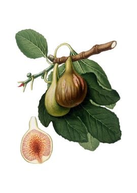 Vintage Fig Fruit on White