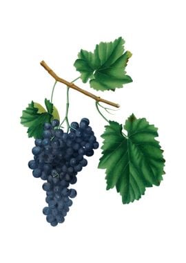 Vintage Lacrima Grapes