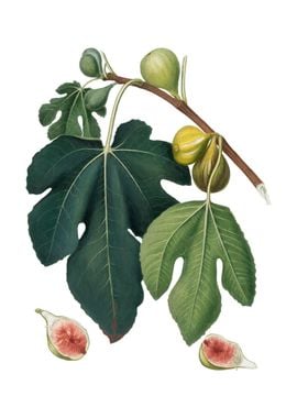 Vintage Fig Fruit on White