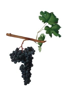 Vintage Dolcetto Grapes