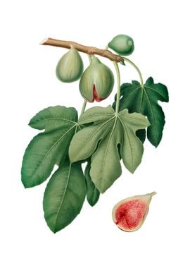 Vintage Fig Fruit on White