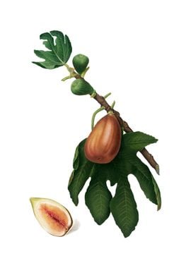 Vintage Fig Fruit on White