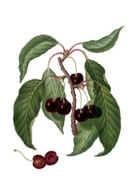 Hard Fleshed Cherry Fruit