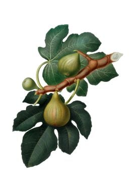 Vintage Fig Fruit on White