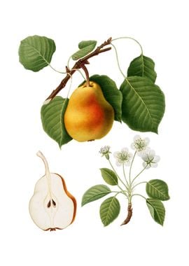 Vintage Pear on White