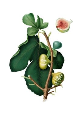 Vintage White Peel Fig